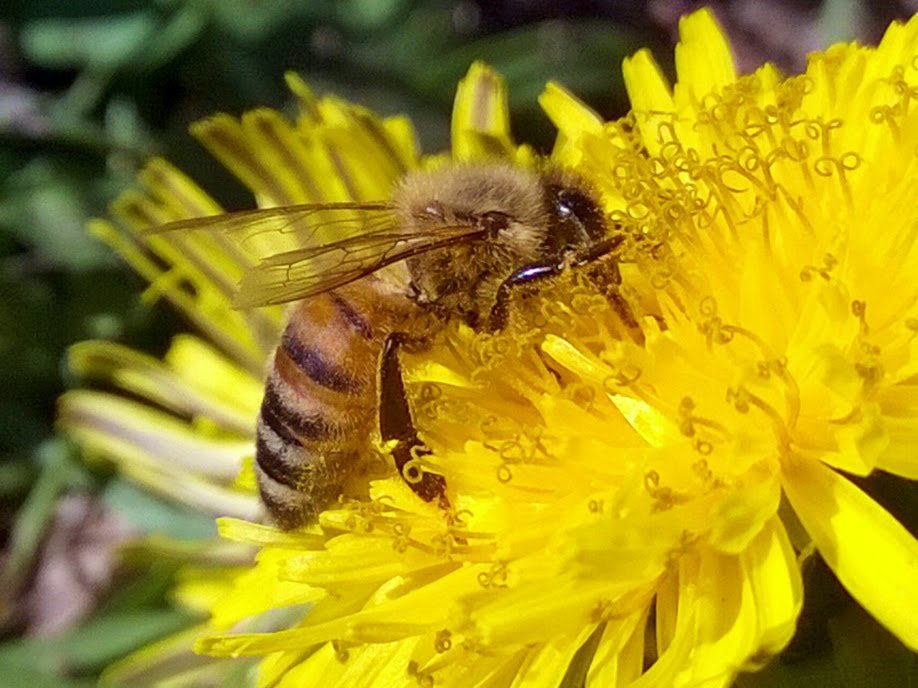 Latest Pesticides May Pose A Threat To Bees