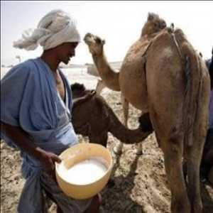 Global Camel Dairy Market Past Data 